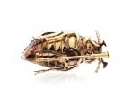Victorian diamond set Carrion beetle brooch in silver and gold