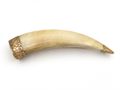 Antique Boar's Tusk Talisman Brooch in 9kt Yellow Gold